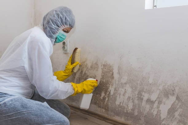 Best Post-Flood Mold Remediation in Ogden Dunes, IN